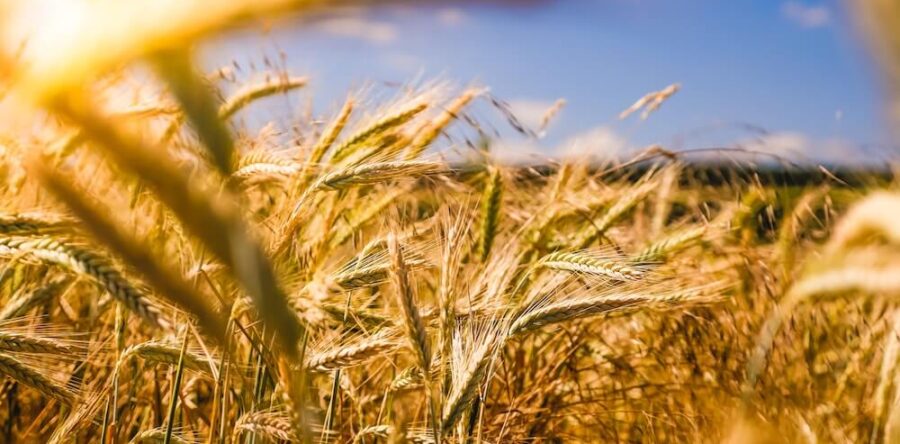 A Sower Went out to Sow